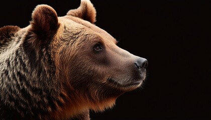 Obraz premium grizzly bear head on black backgroun