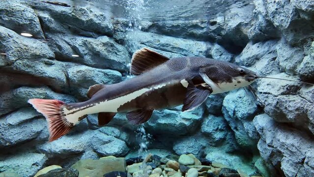 Phractocephalus hemioliopterus or Redtail catfish swimming in aquarium.fresh water fish in Thailand.