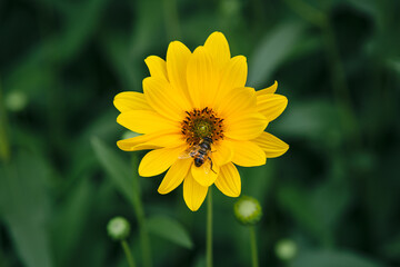 Yellow Heliopsis aster flower and bee close-up on a dark green blurred background in the garden, close up.