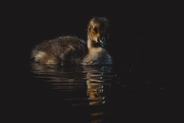 Kanadagans baby
Die Kanadagans (Branta canadensis) ist eine beeindruckende Vogelart, die sich in Deutschland sehr erfolgreich eingeb&uuml;rgert hat. Urspr&uuml;nglich in Nordamerika beheimatet, ist sie mittlerw