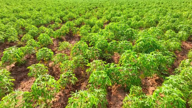 A tapestry of green blankets the landscape, a flourishing tapioca plantation. Its dense growth signifies fertile soil and dedicated cultivation, ensuring a bountiful harvest for sustenance.
