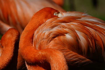 The American flamingo (Phoenicopterus ruber) is a large species of flamingo native to the West...