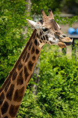 A giraffe against a green foliage