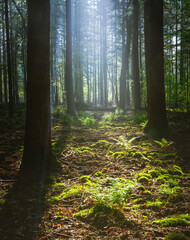 Obraz premium morning in the woods