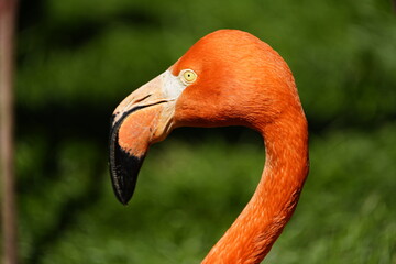 The American flamingo (Phoenicopterus ruber) is a large species of flamingo native to the West...