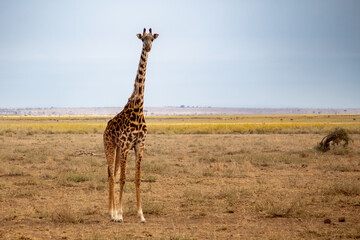 African giraffe standing in Amboseli National Park, Kenya looking at the camera.