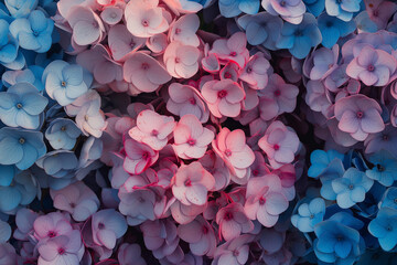pink and blue hydrangea