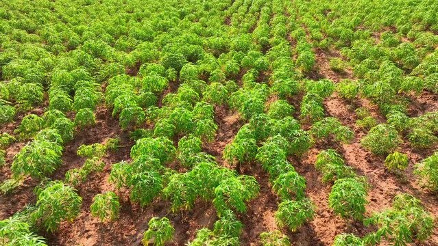 From above, an expanse of cassava fields sprawls, showcasing the backbone of food security. Each plant embodies sustenance, their tuberous roots a cornerstone of global agriculture.
