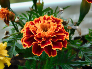 Die Blüten der Studentenblume