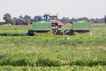 A red tractor mows the grass in the meadow.