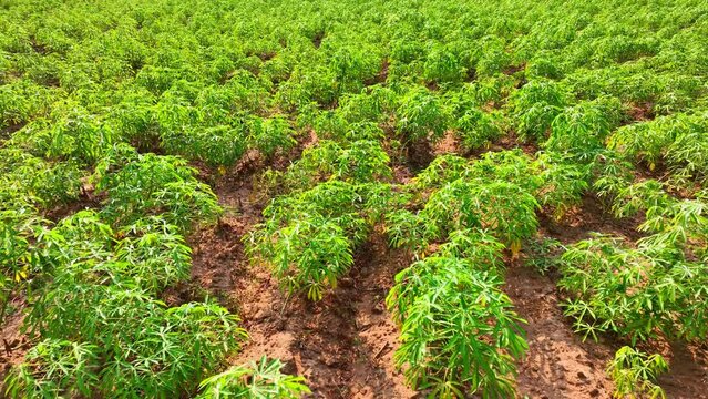 In the tranquil expanse of the tapioca field, orderly rows stretch out like nature's symphony. Vibrant green foliage dances in the breeze, promising a bountiful yield for kitchens around the world.
