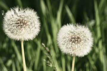 seed heads of dandelion Taraxacum sect. Ruderalia;
