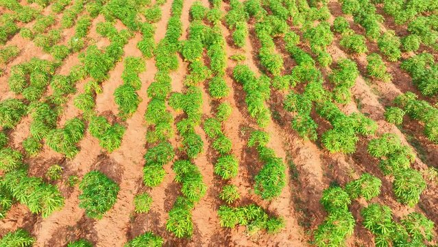 Amidst the tropical sun, a symphony of green unfolds, rows of resilient cassava plants stand tall, their lush foliage whispering tales of drought defiance in the fertile soil.
