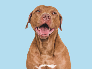 Cute, smiling brown dog. Isolated background. Close-up, indoors. Studio photo. Day light. Concept...