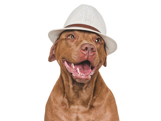 Cute, smiling brown dog and sunhat. Isolated background. Close-up, indoors. Studio photo. Day...