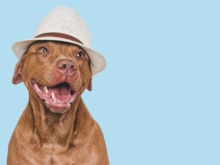 Cute, smiling brown dog and sunhat. Isolated background. Close-up, indoors. Studio photo. Day light. Concept of care, education, obedience training and raising pets
