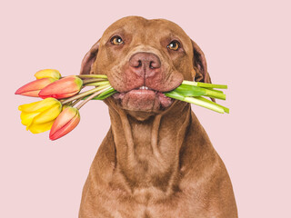 Cute brown dog and a bouquet of flowers. Closeup, indoors, studio shot. Congratulations for family, loved ones, relatives, friends and colleagues. Pets care concept