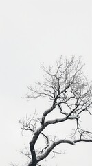 Minimalist of tree and branches in winter, phone wallpaper illustration