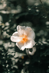 white flower with water drops