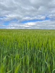 Crop field with cloudy sky in the background