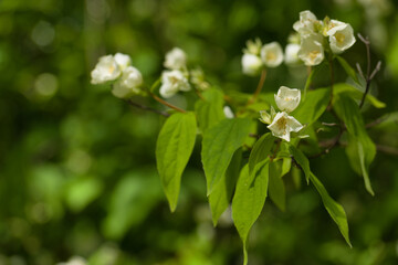 flower plants in the garden in the morning flora of spain