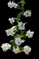 flower plants in the garden in the morning flora of spain