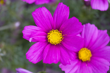 Obraz premium flower plants in the garden in the morning flora of spain