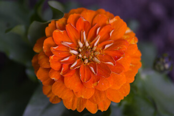 flower plants in the garden in the morning flora of spain