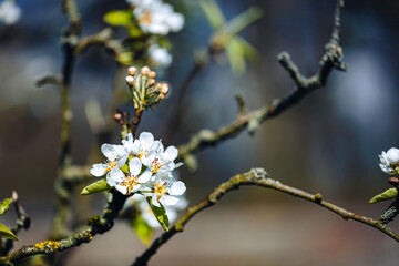 A branch with white flowers on it. The branch is covered in moss