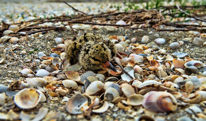 A nestling of European oyster catcher (Haematopus ostralegus) in a nest (a hole in the sand and...