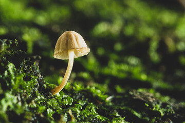 Small mushrooms in nature, close-up