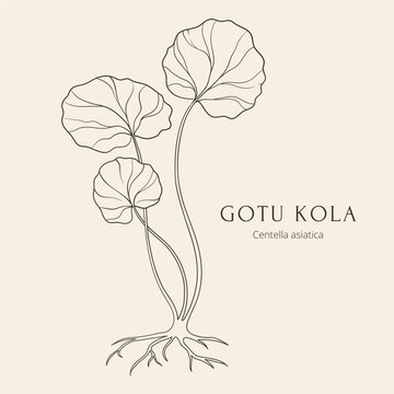 Gotu kola or Centella asiatica hand drawn vector illustration