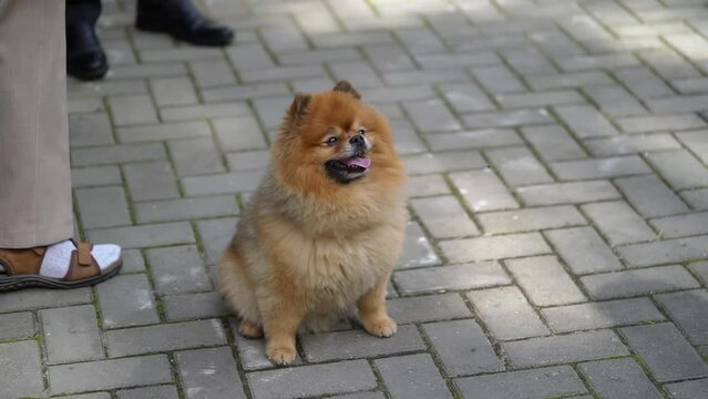 A dog spitz sitting on a brick surface outdoors in summer. Pet walking.