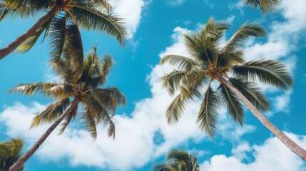 coconut trees