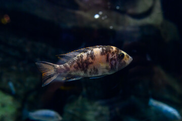 Aquarium Fish dwarf Cichlid. Apistogramma nijsseni is a species of cichlid fish, endemic to highly...