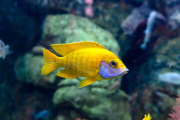 Multi-colored fish in the aquarium at the Sochi Aquarium. Tourist places of Sochi.