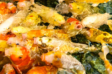 A vibrant and bustling view of colorful koi fish as they swim together.