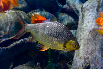 Multi-colored fish in the aquarium at the Sochi Aquarium. Tourist places of Sochi.