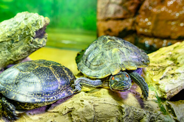 Sad red-eared turtles in the zoo's aviary.