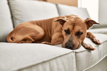 A serene dog lounges comfortably on a neutral-colored couch, embodying a peaceful home atmosphere.