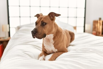 A brown dog with alert expression lies comfortably on a white bed in a cozy, well-lit bedroom...