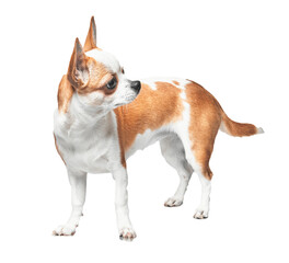 A chihuahua stands isolated on a white background, depicting alertness and the toy breed's petite stature.
