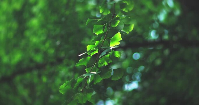 Ginkgo leaves in summer

