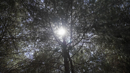 Sunlight piercing through the dense canopy of a pine forest creates a tranquil natural scene