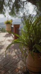 Potted fern on a textured patio with blurred forest background depicting tranquility and natural beauty.