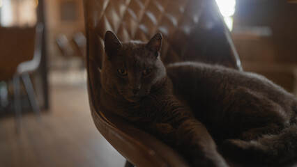 A british shorthair cat lounging comfortably on a leather chair in a dimly lit room.