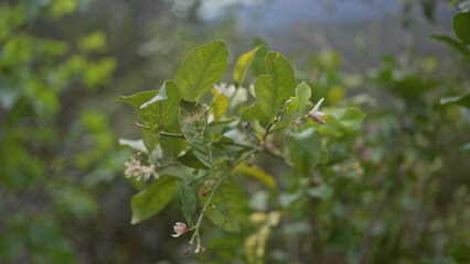 Close-up of unripe, green citrus fruits and white blossoms on an orange tree, citrus sinensis, in daylight.
