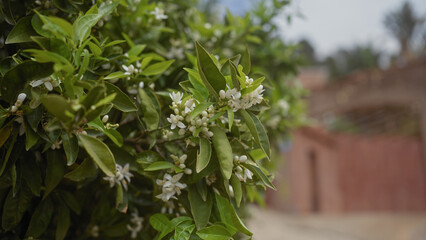 Close-up of a blooming orange tree showing white flowers, green leaves, with blurred background...