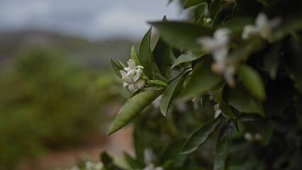 Close-up of a white blooming citrus sinensis flower on a tree, showcasing the beauty of nature.