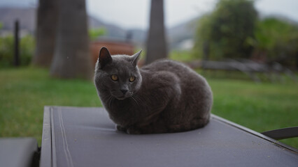 A gray british shorthair cat lounges on an outdoor lounger in a garden setting.